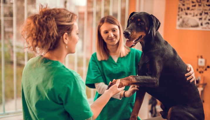 medicina veterinária